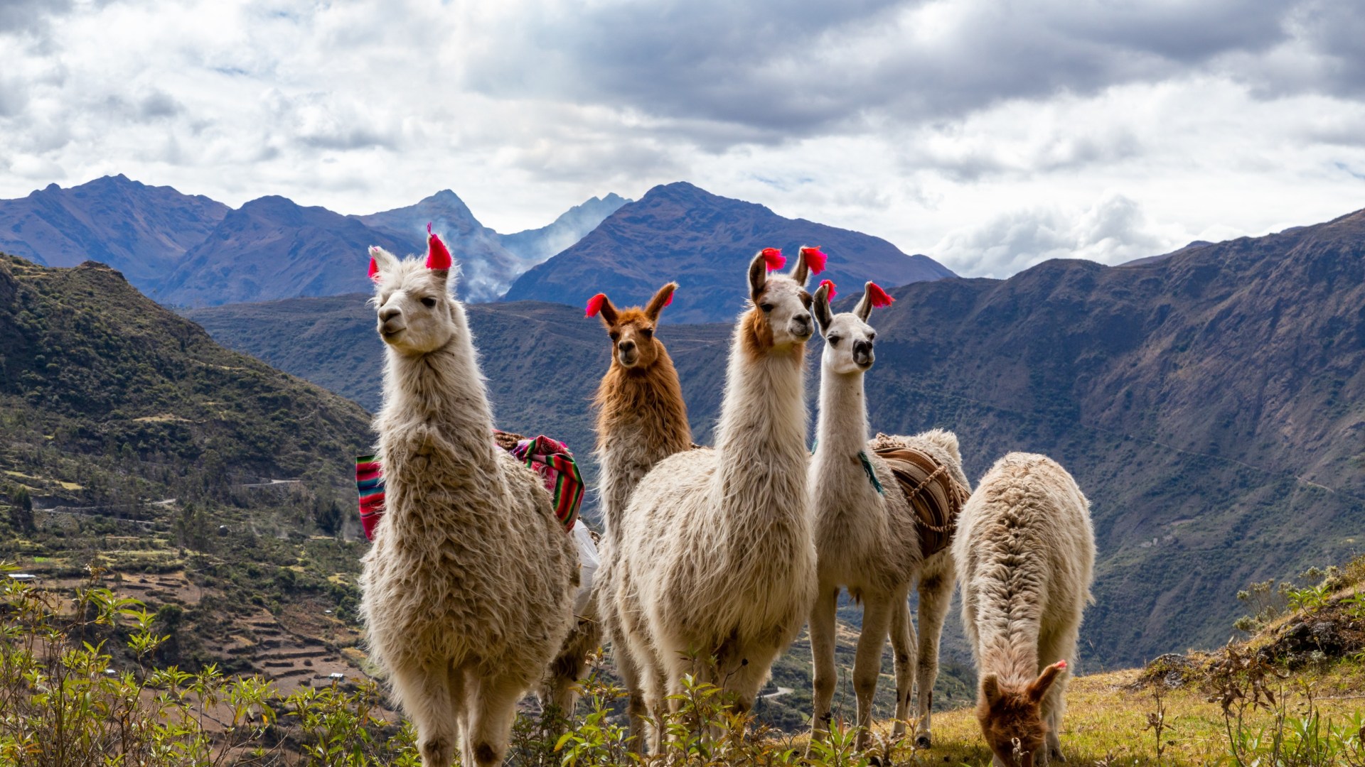 Die vielfältige Welt der Inkas